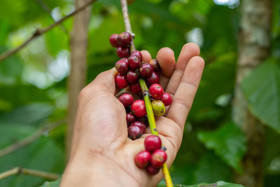 Close-up of hand holding fruits