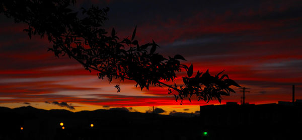 Silhouette of trees against cloudy sky