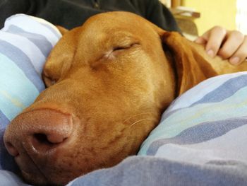 Close-up of woman sleeping dog