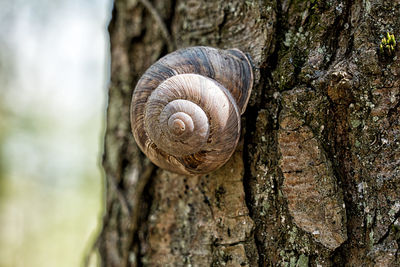 Close-up of snail on tree trunk