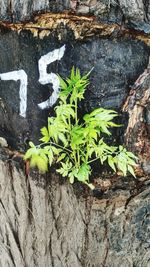 High angle view of plants growing on wall