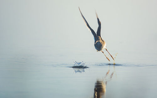 Bird flying over lake