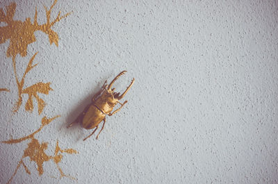 Close-up of beetle by decoration on wall