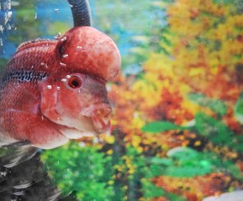 Close-up of fish swimming in water