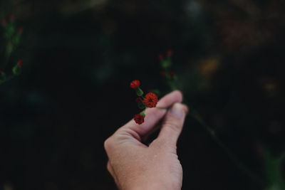 Cropped image of hand holding flower growing on plant