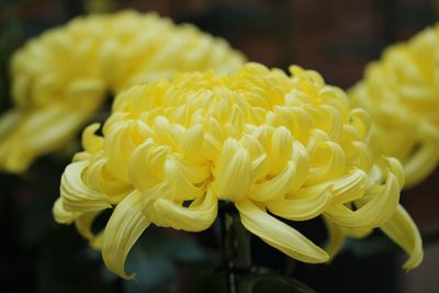 Close-up of yellow flowering plant