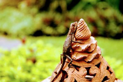 Close-up of a lizard on wood