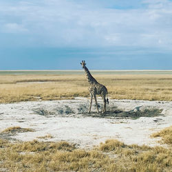 Side view of giraffe on field