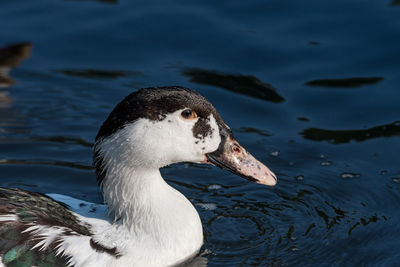 Close-up of duck swimming in lake