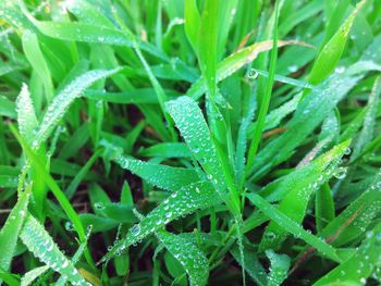 Close-up of wet plants