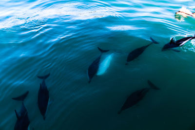Dolphins of kaikoura 