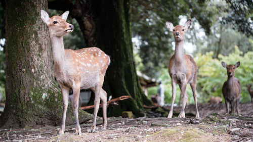 Deer standing in a field