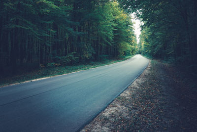 Asphalt road through a dark green forest