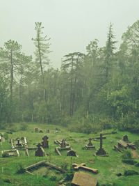 Scenic view of trees on field in forest