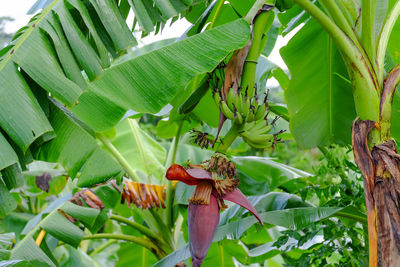 Close-up of fresh green leaves on plant