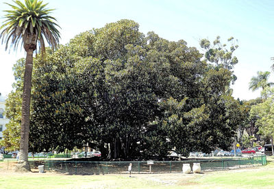 Trees growing against clear sky