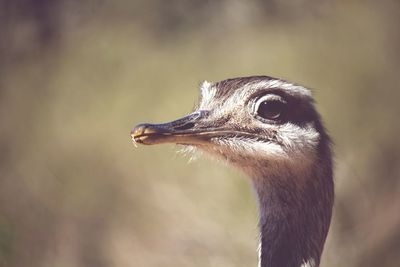 Close-up of a ostrich looking away