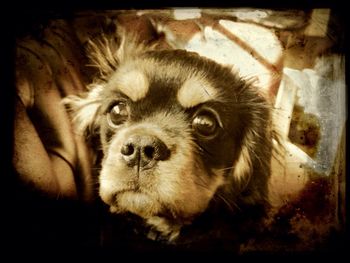 Close-up portrait of a dog