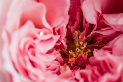 Close-up of pink rose flower