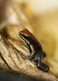 Close-up of insect on wood
