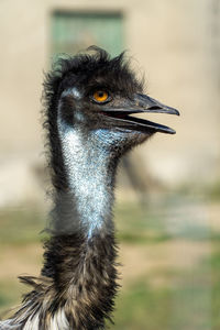 Close-up of a bird looking away