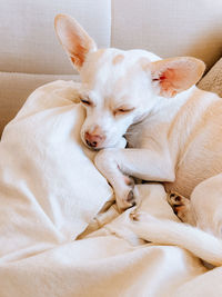 Close-up of dog sleeping on bed at home