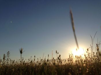 Close-up of plants growing on field against sky during sunset