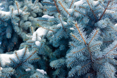 Close-up of christmas tree during winter