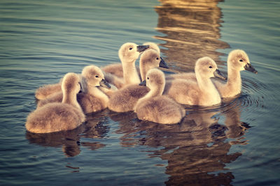 Close-up of goslings swimming in lake