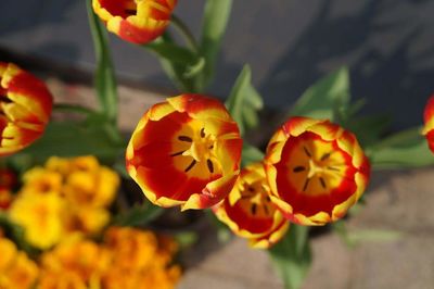 Close-up of yellow flowers growing outdoors