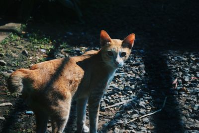 Portrait of ginger cat