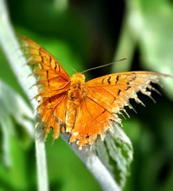 Close-up of butterfly on leaf