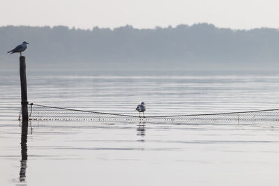 Birds perching on lake against sky