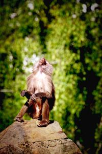 Close-up of an animal on tree stump