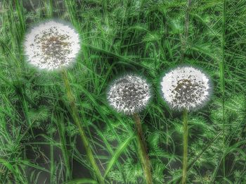 Close-up of dandelion