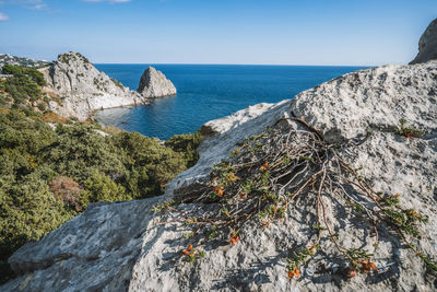 Beautiful landscape diva rock located in simeiz village, crimea. rock and a local plat in foreground