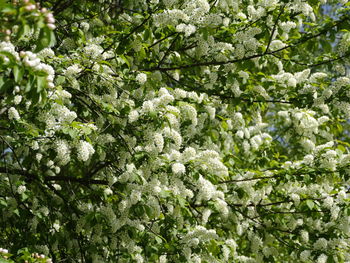 Close-up of plant