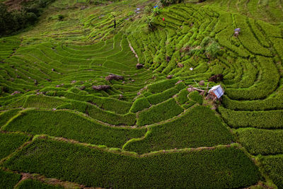 High angle view of agricultural field