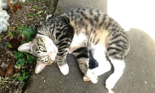 High angle portrait of cat