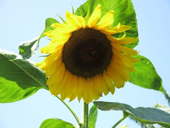 Low angle view of sunflower against clear sky