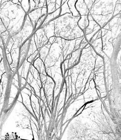 Low angle view of bare trees against sky