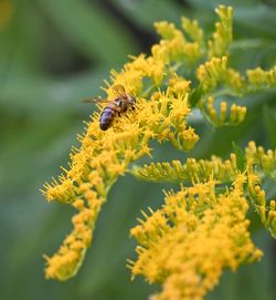 Close-up of bee on flower