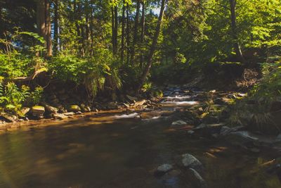 View of stream along trees in forest