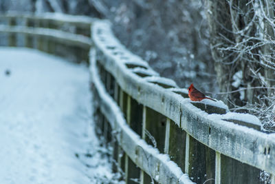 Close-up of bird perching on snow