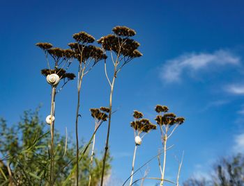 Low angle view of flowering plant against blue sky