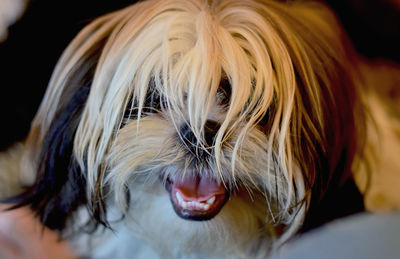 Close-up portrait of dog relaxing