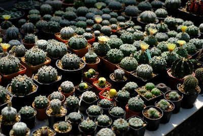 High angle view of succulent plants