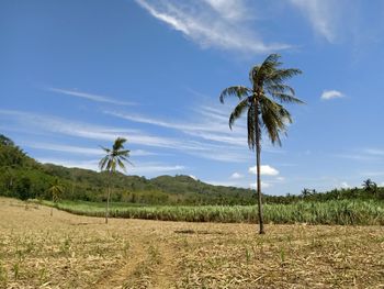 Palm trees on corn field against sky