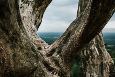 Close-up of tree trunk on a hilltop against sky