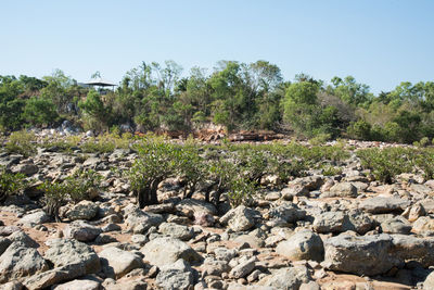 Plants growing on rocks against clear sky